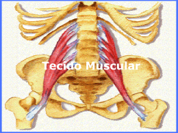 Tecidos muscular e nervoso