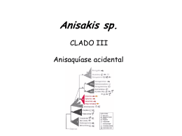 Anisakis simplex