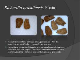 Richardia-brasiliensis-Poaia
