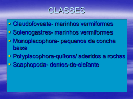 CLASSES dos moluscos