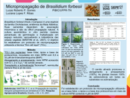 Micropropagação de Brasilidium forbesii Lucas Roberto P