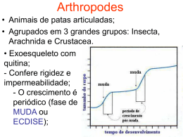 Arthropodes - Santo Antônio 2014 (3025408)