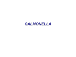 Salmonella slides (3359232)