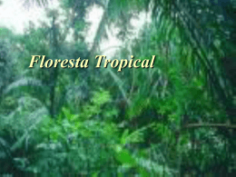 Floresta Tropical (jakson e douglas)