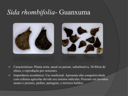 Sida-rhombifolia-Guanxuma