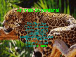 Animais do pantanal - Mateus e Elivelton