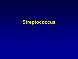 Streptococcus beta hemolítico do grupo A S. pyogenes