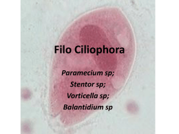 Filo Ciliophora