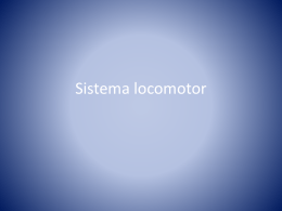 Sistema locomotor
