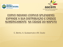 Corvo Indiano - Conservation Mozambique