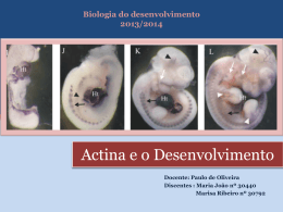 Actina e o Desenvolvimento - Biologia do Desenvolvimento 2014