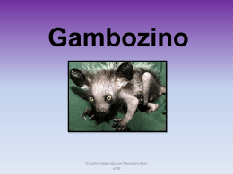 Gambuzino - pradigital-theodore