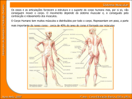 Tecido muscular esquelético