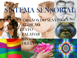 sistema sensorial completo