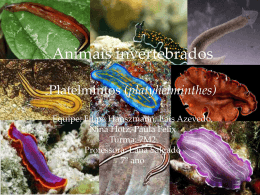 Animais invertebrados Platelmintos (platyhelminthes) Equipe: Filipe