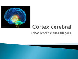 Cortex cerebral.