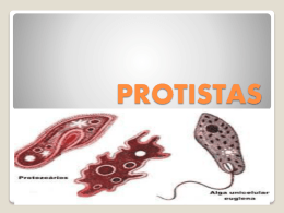 Protistas- Aulas 3-4 (300573)