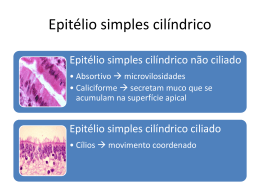 I * EPITÉLIO SIMPLES