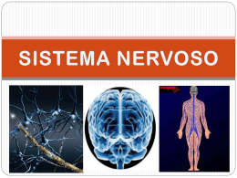 sistema nervoso - biologiavirtual