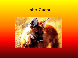 Lobo-guará