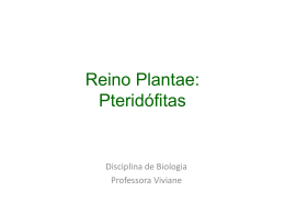 Reino Plantae_pteridófitas 11_09
