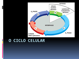 O ciclo celular