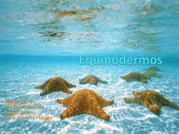 Equinodermos - Portal Educacional