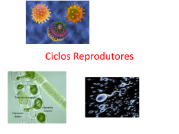 Ciclos Reprodutores (1181446)