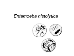 E. histolytica