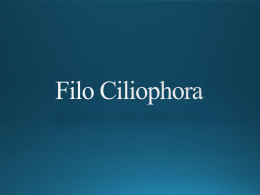 Filo Ciliophora (1957583)