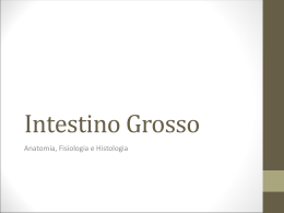 Intestino Grosso: histologia, anatomia e fisiologia