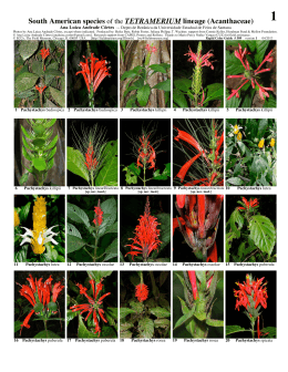 South American species of the TETRAMERIUM lineage (Acanthaceae)