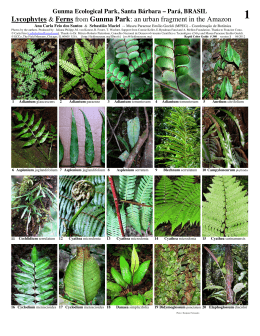 Lycophytes & Ferns from Gunma Park: an urban