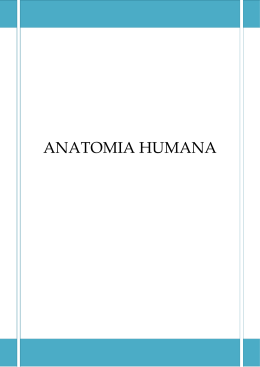 ANATOMIA HUMANA - Professor Adriano