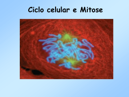 Ciclo celular e Mitose - Colégio Santo Agostinho