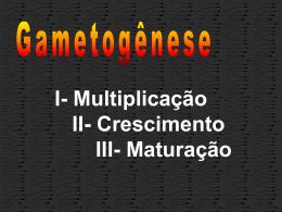 Gametogênese (espermatogênese)
