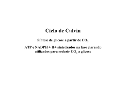 O ciclo de Calvin