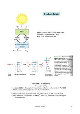 Ribulose-1,5-bifosfato O ciclo de Calvin
