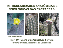 Particularidades anatômicas e fisiológicas das cactáceas – Geane