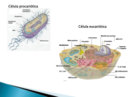 Célula procariótica Célula eucariótica