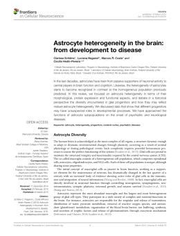 Astrocyte heterogeneity in the brain: from development to