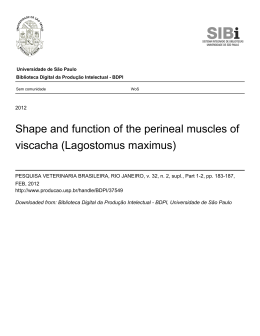 Shape and function of the perineal muscles of viscacha