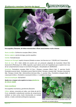 Eichhornia crassipes (jacinto-de-água)
