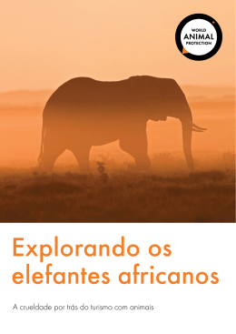 Leia o relatório completo: Explorando os elefantes africanos