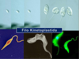Filo Kinetoplastida - laboratório de zoologia