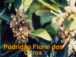 Podridão Floral - Portal Atividade Rural
