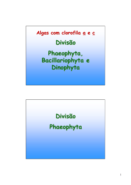 Phaeophyta - Apoio Escolar 24horas