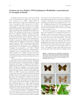 Euselasia mys lara - Lepidoptera Research Foundation