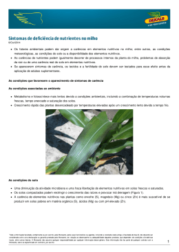 Sintomas de deficiência de nutrientes no milho | DEKALB ®