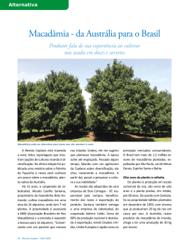 Macadâmia - da Austrália para o Brasil